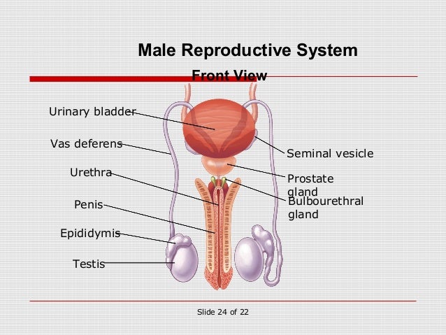 Sex wet live teen Pathway of sperm from testes to urethra
